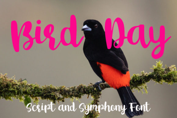 Bird Day Font: A Delightful Script for Editorial Design